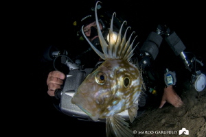 My friend Mimmo with a John Dory, night dive by Marco Gargiulo 